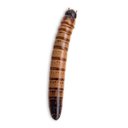 Fluker's Live Superworms Reptile Food, Large, 500 count
