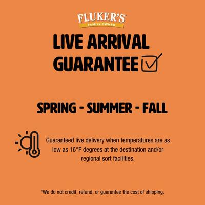 Show full view: Fluker's Live Superworms Reptile Food, Large, 500 count slide 6 of 10