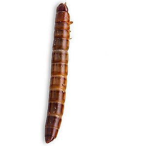 Fluker's Live Superworms Reptile Food, Medium, 100 count