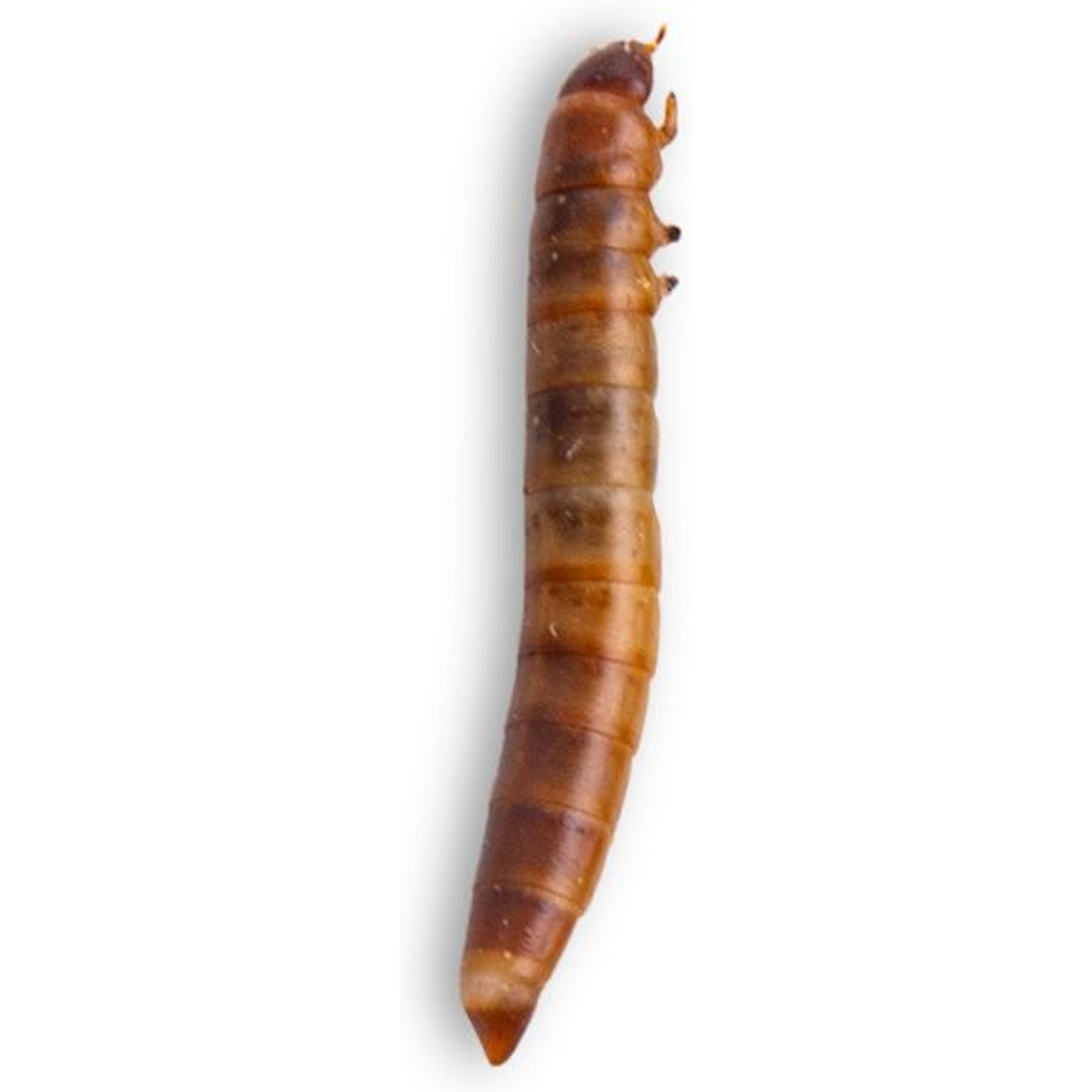 Fluker's Live Superworms Reptile Food, Small, 1000 count