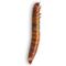 Show in main carousel: Fluker's Live Superworms Reptile Food, Small, 250 count slide 1 of 10