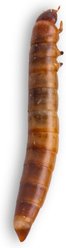 Fluker's Live Superworms Reptile Food, Small, 500 count