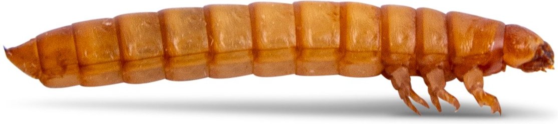 Fluker's Medium Live Mealworms Reptile Food, 1000 count