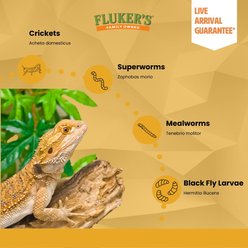 Fluker's Medium Live Mealworms Reptile Food, 10000 count slide 2 of 9
