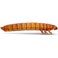 Fluker's Medium Live Mealworms Reptile Food, 250 count