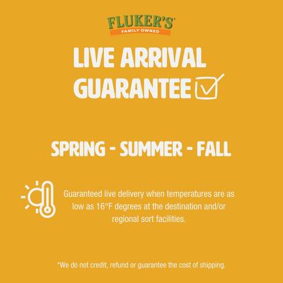 Show full view: Fluker's Medium Live Mealworms Reptile Food, 250 count slide 6 of 10