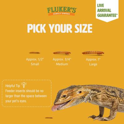 Show full view: Fluker's Medium Live Mealworms Reptile Food, 5000 count slide 7 of 10
