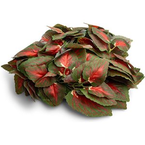 Fluker's Repta-Vines Reptile Terrarium Décor, 6-ft, Red Coleus