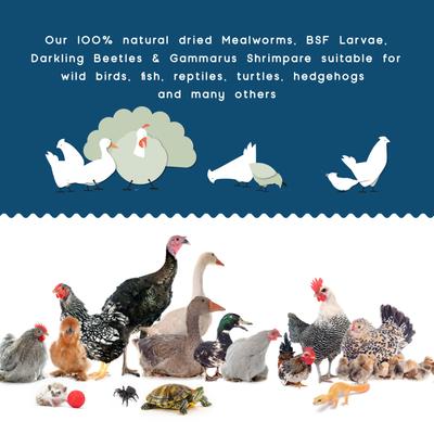 Show full view: FLYGRUBS Bugalicious Bird Treats, 30-oz bag slide 4 of 7