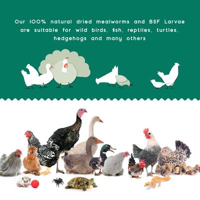 Show full view: FLYGRUBS BugBites Bird Treats, 30-oz bag slide 4 of 7