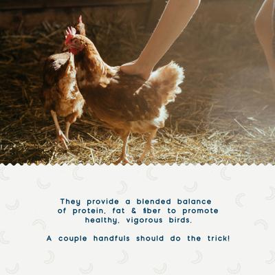 Show full view: FLYGRUBS WigglyWorms Bird Treats, 30-oz bag slide 5 of 7