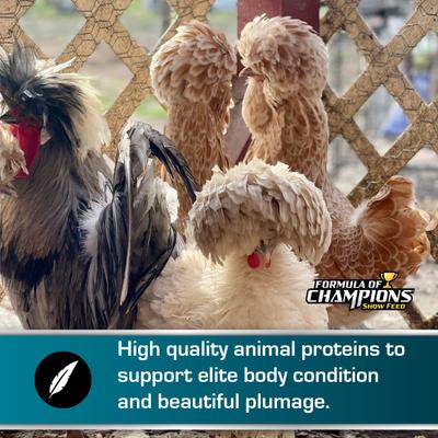 Show full view: Formula of Champions 22% Protein Pellet Fancy & Feathered Show Chicken Feed, 50-lb bag slide 5 of 9