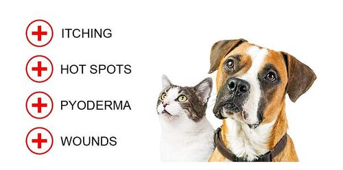 Show full view: Forticept Blue Butter Antimicrobial Gel for Dogs & Cats, 8-oz slide 4 of 5