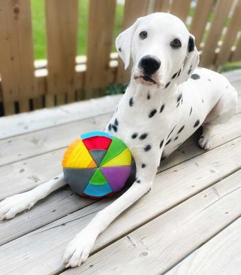 Show full view: fouFIT Hide 'n Seek Disc Dog Toys, Multicolor slide 4 of 6