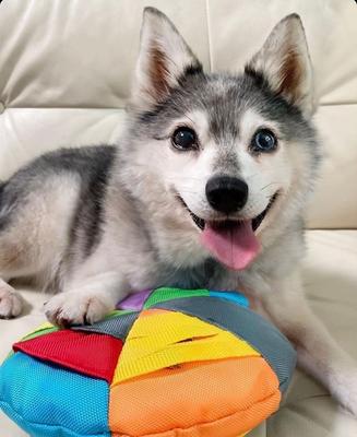 Show full view: fouFIT Hide 'n Seek Disc Dog Toys, Multicolor slide 5 of 6