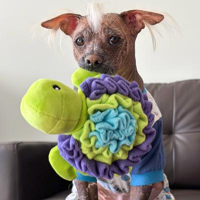 Show full view: fouFIT Hide 'n Seek Under the Sea Snuffle, Turtle Squeaky Dog Treat Dispenser Toy, Green slide 6 of 7