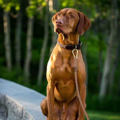 Show full view: Found My Animal Adjustable Rope Dog Leash, Dark Tan, 7-ft, Large slide 4 of 9