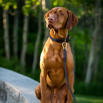 Show full view: Found My Animal Adjustable Rope Dog Leash, Navy, 7-ft, Large slide 4 of 9