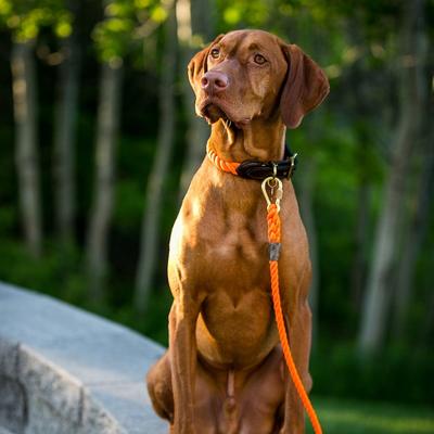 Show full view: Found My Animal Adjustable Rope Dog Leash, Rescue Orange, 7-ft, Medium slide 5 of 10