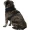 Show in main carousel: Four Paws Comfort Control Dog Harness, Black, Large slide 5 of 13