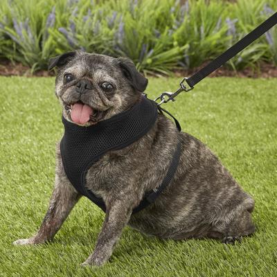 Show full view: Four Paws Comfort Control Dog Harness, Black, Large slide 6 of 13