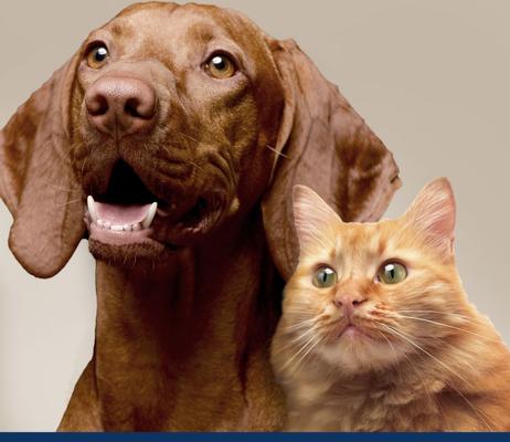 Show full view: Four Paws Magic Coat Professional Series Dog & Cat Grooming Wipes, 100 count slide 9 of 10