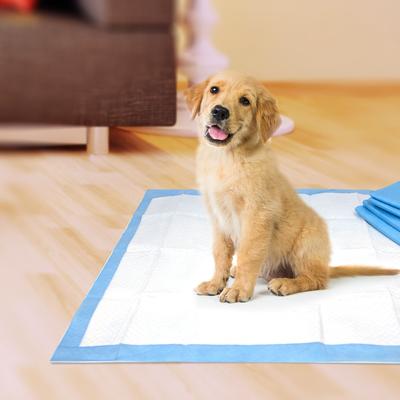 Show full view: Four Paws Pet Select Pee Pee Dog Pads, 22 x 22-in, 100 count slide 6 of 9