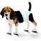 Show in main carousel: Four Paws Wee-Wee Disposable Dog Diapers, Medium, 36 count slide 6 of 12