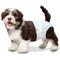 Show in main carousel: Four Paws Wee-Wee Disposable Dog Diapers, X-Small, 36 count slide 7 of 13