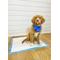 Show in main carousel: Four Paws Wee-Wee Odor Control Dog Training Pads with Febreze Freshness, 22 x 22-in, 100 count slide 9 of 12