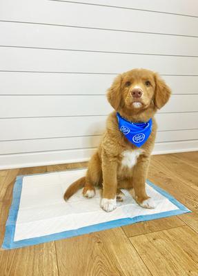 Show full view: Four Paws Wee-Wee Odor Control Dog Training Pads with Febreze Freshness, 22 x 22-in, 100 count slide 9 of 12