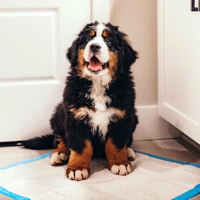 Show full view: Four Paws Wee-Wee Superior Performance Dog Pee Pads, 22 x 23-in, 7 count slide 8 of 13