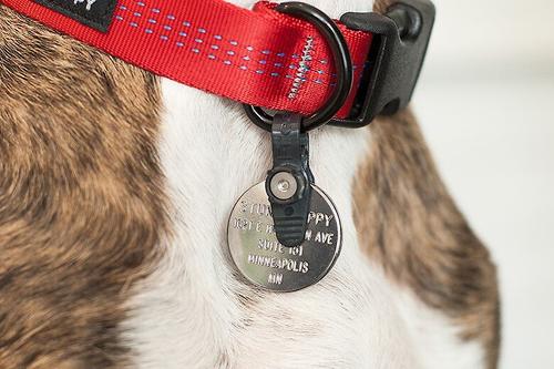 Show full view: FreezeTag Pet Tag Holder, Graphite slide 4 of 10