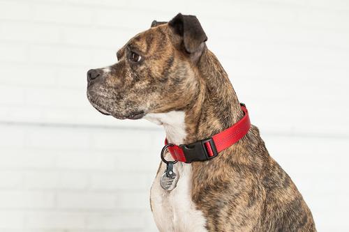 Show full view: FreezeTag Pet Tag Holder, Graphite slide 5 of 10