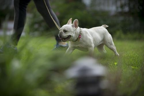 Show full view: FreezeTag Pet Tag Holder, Pink slide 4 of 9