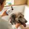 Show in main carousel: Fresh Wave Premium Dog Shampoo, 16-fl oz bottle slide 4 of 9