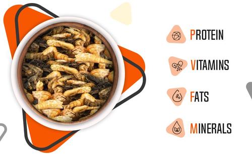 Show full view: Freshinsects Medley Treats for Aquatic Turtles, 2.5-oz jar slide 5 of 8