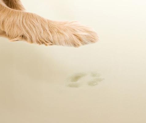 Show full view: Friends Forever Harper Orthopedic Couch Bolster Sofa with Removable Cover Cat & Dog Bed, Grey, Large slide 5 of 9