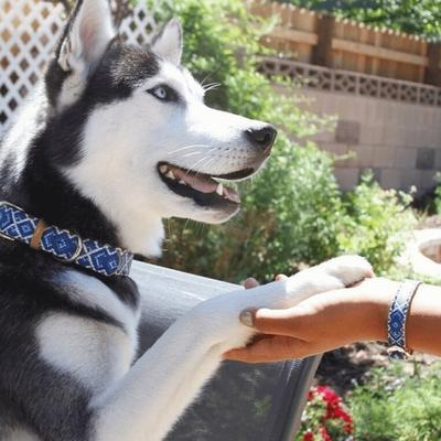 Show full view: FriendshipCollar Mucky Pup Leather Dog Collar with Friendship Bracelet, Medium: 15 to 18-in neck, 1-in wide slide 6 of 12