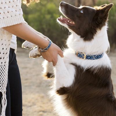 Show full view: FriendshipCollar Mucky Pup Leather Dog Collar with Friendship Bracelet, Medium: 15 to 18-in neck, 1-in wide slide 7 of 12