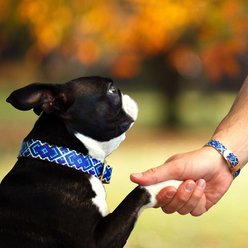 FriendshipCollar Mucky Pup Leather Dog Collar with Friendship Bracelet, X-Small: 11 to 14-in neck, 3/4-in wide slide 2 of 7