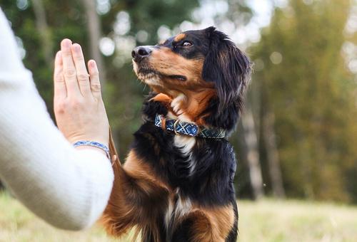 Show full view: FriendshipCollar Mucky Pup Leather Dog Collar with Friendship Bracelet, X-Small: 11 to 14-in neck, 3/4-in wide slide 6 of 10