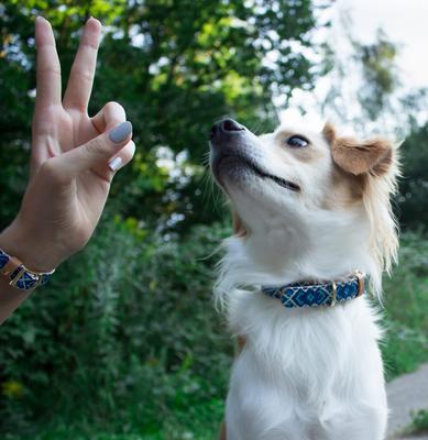 Show full view: FriendshipCollar Mucky Pup Leather Dog Collar with Friendship Bracelet, X-Small: 11 to 14-in neck, 3/4-in wide slide 7 of 10