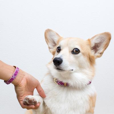 Show full view: FriendshipCollar Pedigree Princess Leather Dog Collar with Friendship Bracelet, X-Large: 19 to 22-in neck, 1-in wide slide 2 of 10