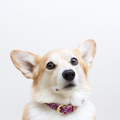 Show full view: FriendshipCollar Pedigree Princess Leather Dog Collar with Friendship Bracelet, X-Large: 19 to 22-in neck, 1-in wide slide 4 of 10