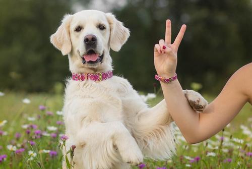 Show full view: FriendshipCollar Pedigree Princess Leather Dog Collar with Friendship Bracelet, X-Large: 19 to 22-in neck, 1-in wide slide 5 of 10