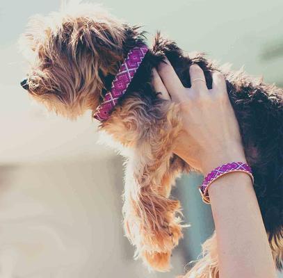 Show full view: FriendshipCollar Pedigree Princess Leather Dog Collar with Friendship Bracelet, X-Large: 19 to 22-in neck, 1-in wide slide 6 of 10