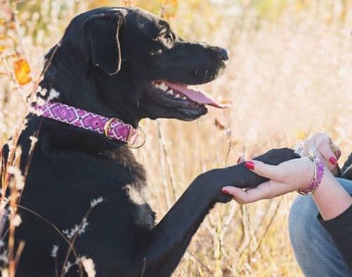 Show full view: FriendshipCollar Pedigree Princess Leather Dog Collar with Friendship Bracelet, X-Large: 19 to 22-in neck, 1-in wide slide 7 of 10