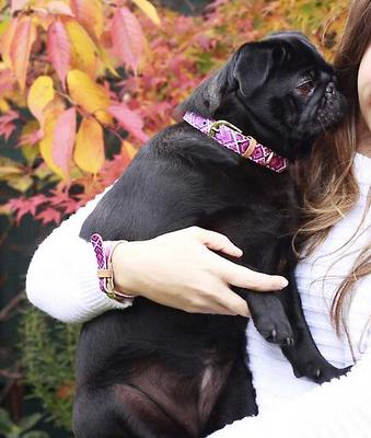 Show full view: FriendshipCollar Pedigree Princess Leather Dog Collar with Friendship Bracelet, X-Large: 19 to 22-in neck, 1-in wide slide 8 of 10