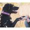 Show in main carousel: FriendshipCollar Pedigree Princess Leather Dog Collar with Friendship Bracelet, X-Small: 11 to 14-in neck, 3/4-in wide slide 7 of 10